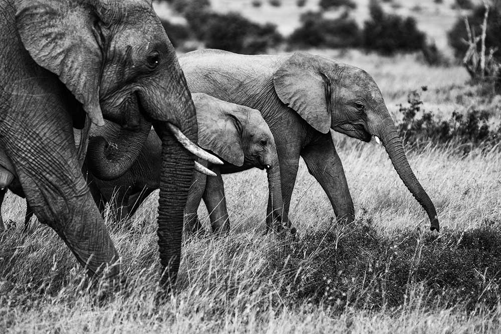 Elefantenfamilie von Vedran Vidak