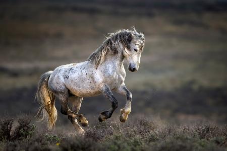 Mustang,Wildpferd / Equus ferus caballus