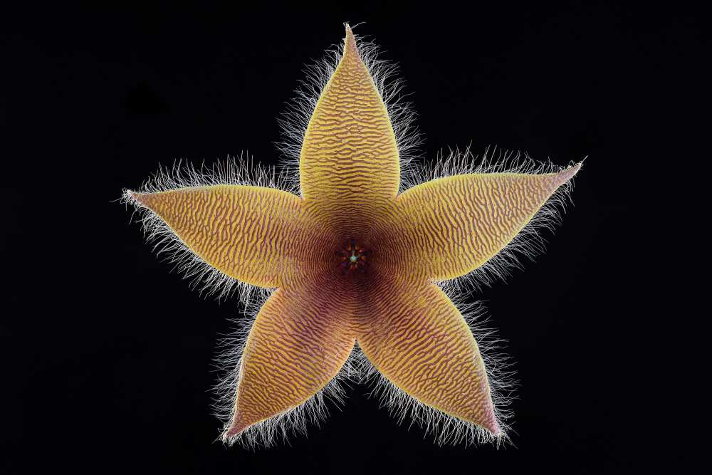 Stapelia grandiflora von Victor Mozqueda