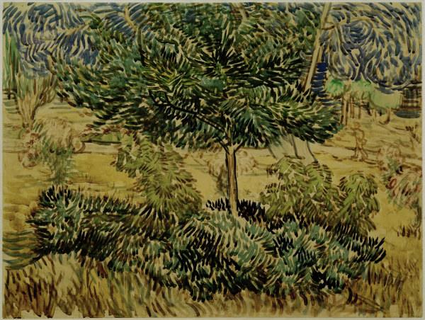 v.Gogh, Tree a.Bushes in Asylum Garden von Vincent van Gogh