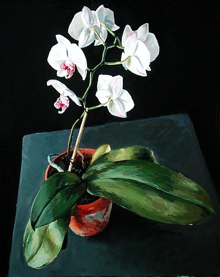 Orchid von  Vincent  Yorke