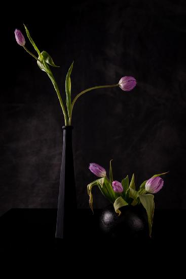 Stillleben mit fünf rosa Tulpen