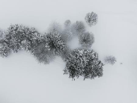 Umarmung des Winters: Ariel-Blick auf schneebedeckte Bäume