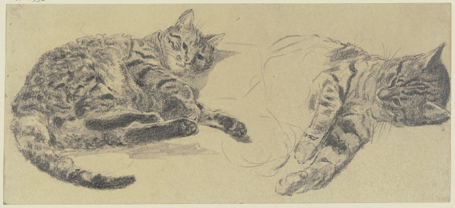 Katzenstudien von Wilhelm Gentz