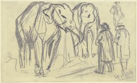 Elefanten (Circus Krone)