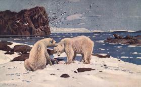 Nordmeerküste mit Eisbären,Walrossen 1900
