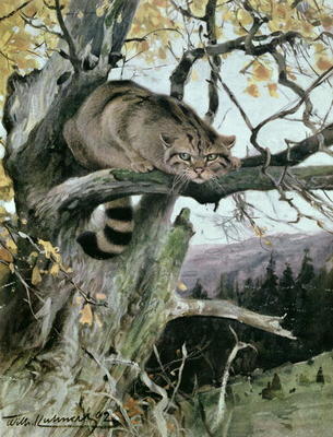 Wildcat in a Tree, 1902 (colour litho) von Wilhelm Kuhnert