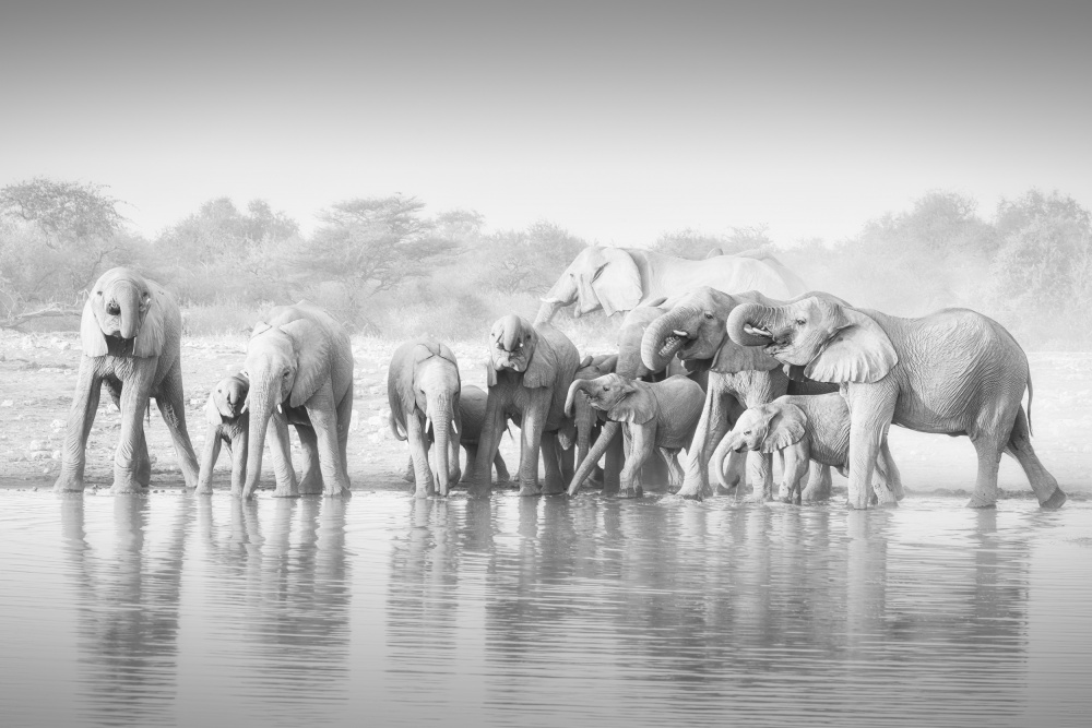 Elefanten von Willa Wei