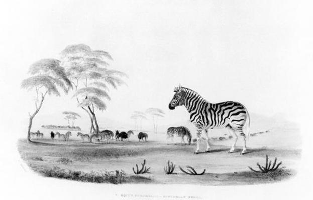 Equus burchelli, or Burchell's Zebra, from 'Portraits of the Game and Wild Animals of Southern Afric von William Cornwallis Harris