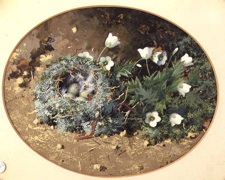 Bird's Nest with White Harebells von William Cruikshank