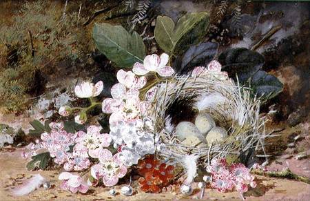 Still Life of Bird's Nest with Primulas von William Cruikshank