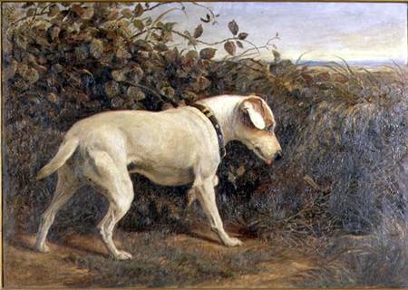 Terrier in a Landscape von William Elsob Marshall