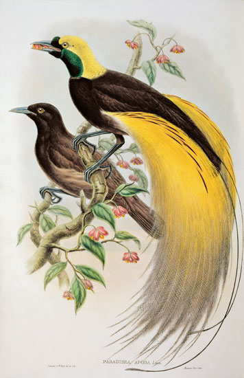 Bird of Paradise: Greater, Paradisaea Apoda von William Gould