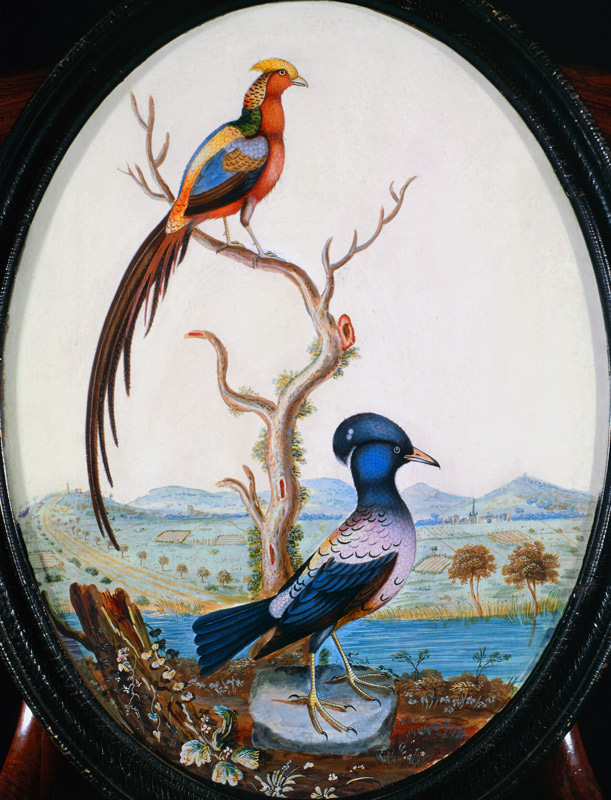 Golden Pheasant and Jay von William Hayes