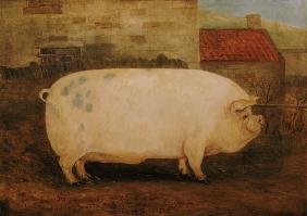 `Jumbo', 16 months old, 41 stone, bred by J. Young, Newholm, Yorkshire 1886