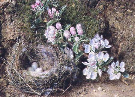 Branch of Apple Blossom and Bird's Nest von William Henry Hunt
