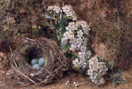 May Blossom and a Hedge Sparrow's Nest von William Henry Hunt