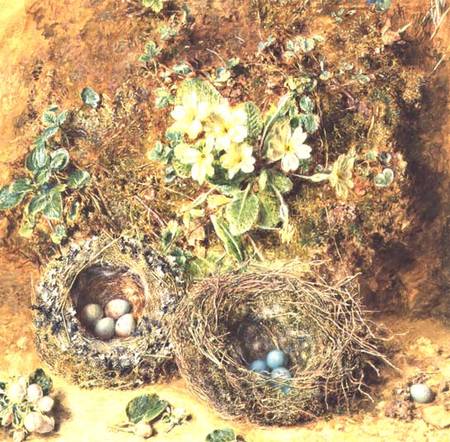 Primroses and Birds' Nests von William Henry Hunt