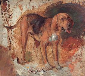 Study of a bloodhound (Studie eines Bluthundes od. Schweißhundes) 1848