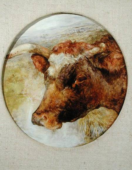 Head of a Longhorn Cow von William Huggins