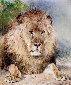 Lion 19th