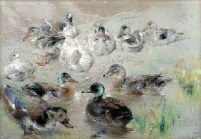 Study of Ducks 1881