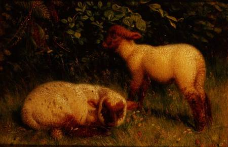 Lambs von William J. Webb or Webbe