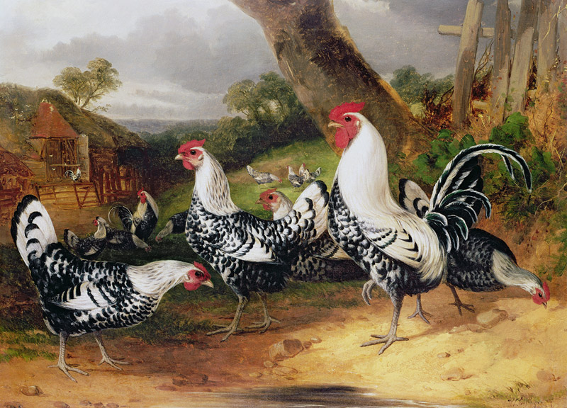 Cockerels in a Landscape von William Joseph Shayer