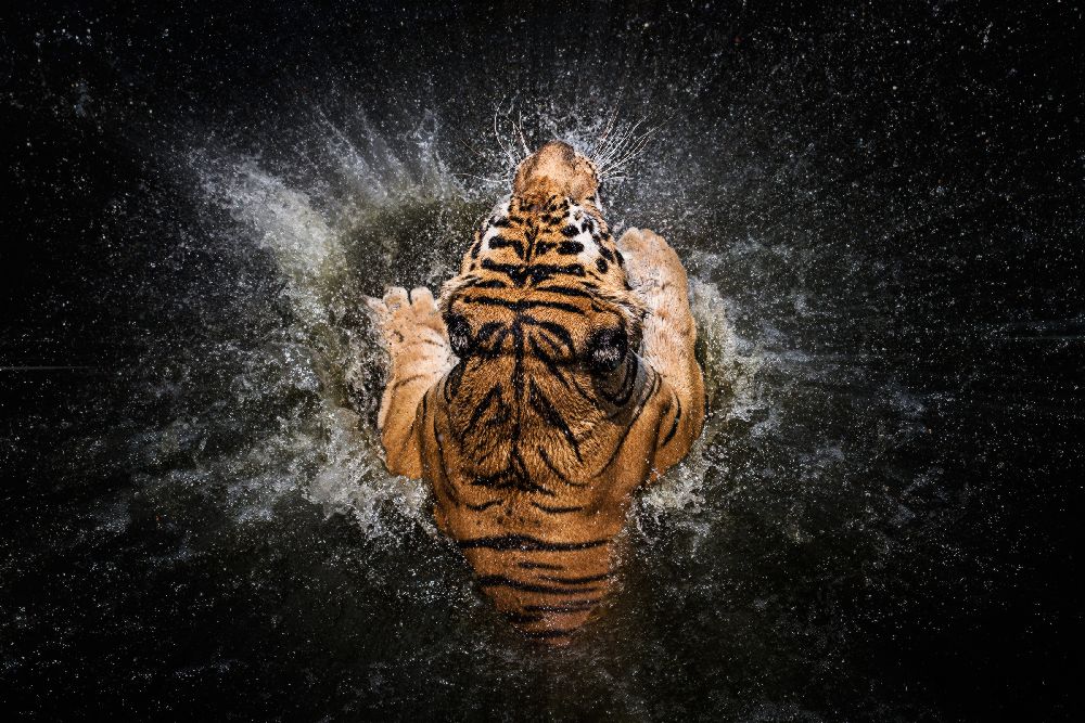 Tiger Splash von Win Leslee