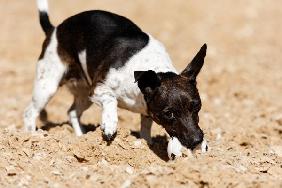 Jack Russel mit Ball