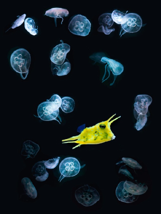 jelly + fish von Wolfgang Simlinger