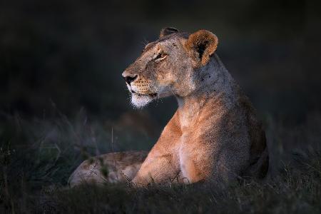 Einsame Löwin