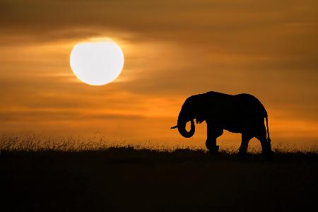 Elefant im Morgengrauen