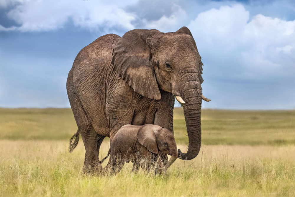 Elefantenmutter mit ihrem Kalb von Xavier Ortega