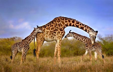 Giraffe mit Jungen