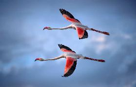 Greater Flamingos