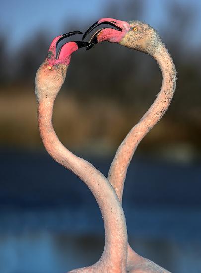 Kampf gegen Flamingos