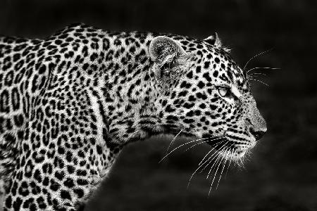 Leopard aus nächster Nähe