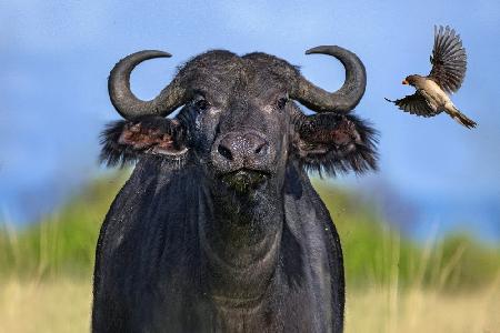 Madenhacker landet auf Büffel