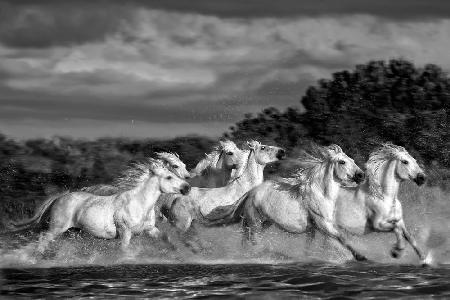 Pferde laufen durch den Sumpf (Monochrom)