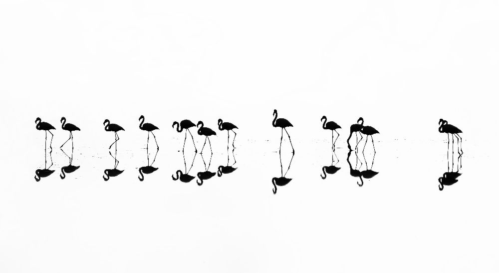 Flamingo Reflexionen von Xenophon Mantinios