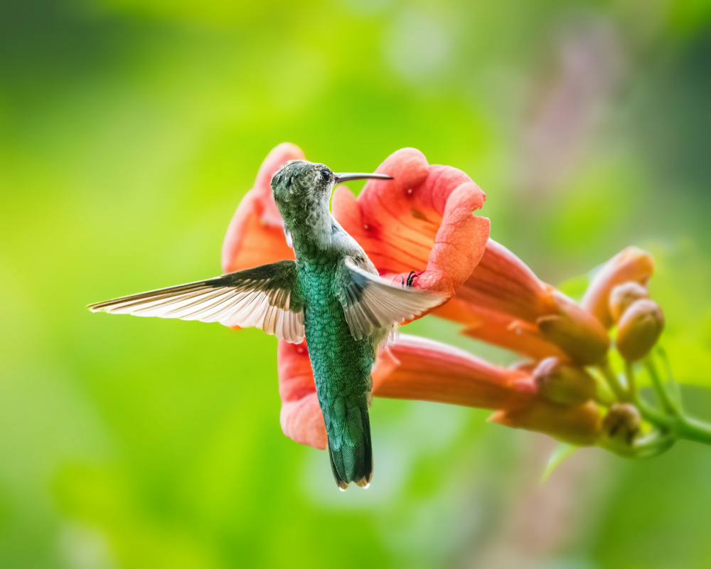 Kolibri von Xiao Cai
