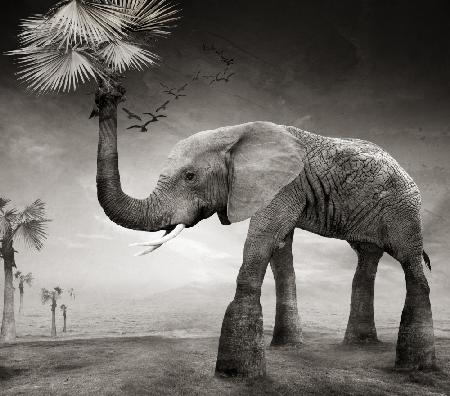 Die Geschichte der Elefanten