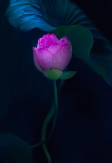 Lotus im Licht