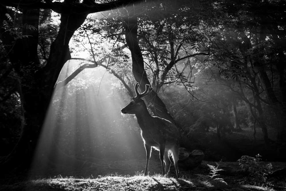 Light and Deer von Yoshinori Matsui
