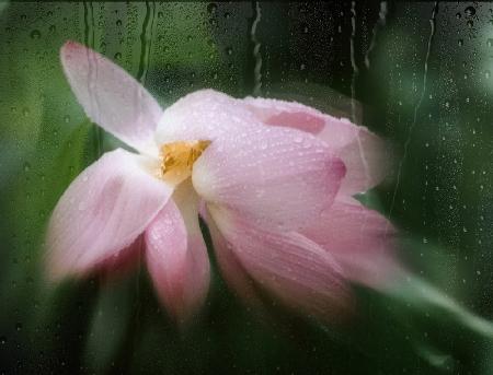 Lotus im Regen