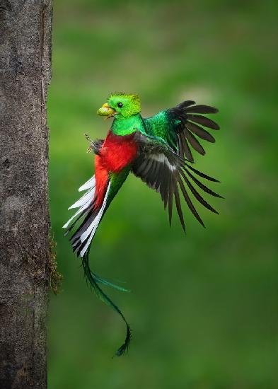 Vatertagslegende von Resplendent Quetzal