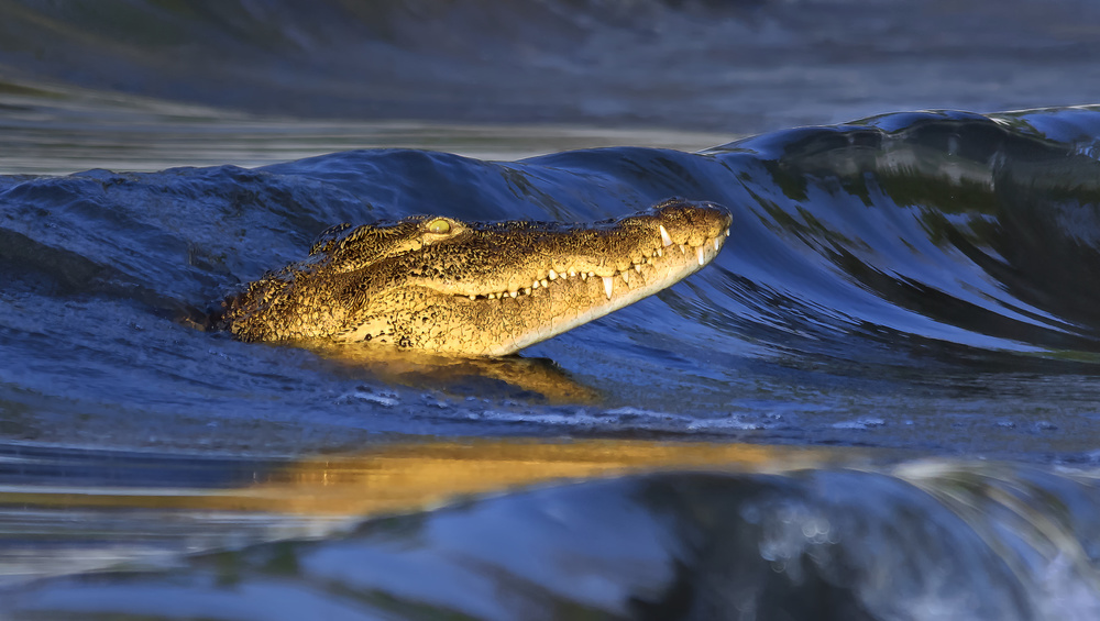 Krokodilsurfen im Sonnenuntergang von Yun Wang
