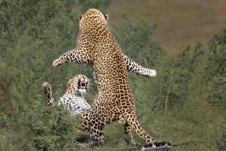 Leopardenpaarung