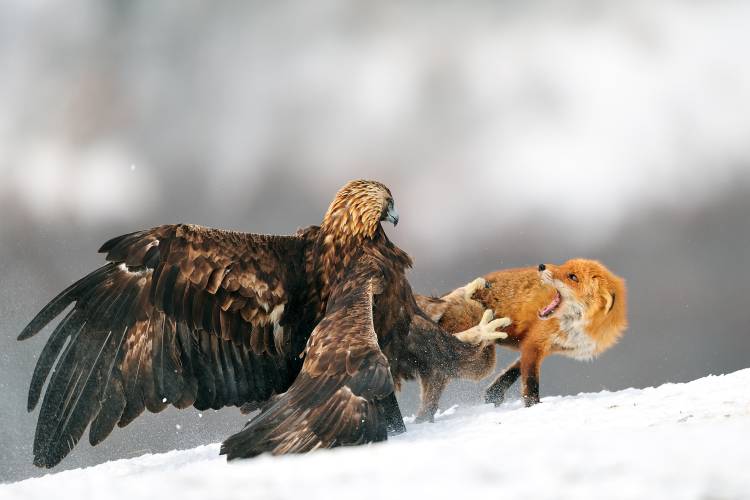 Golden eagle and Red fox von Yves Adams